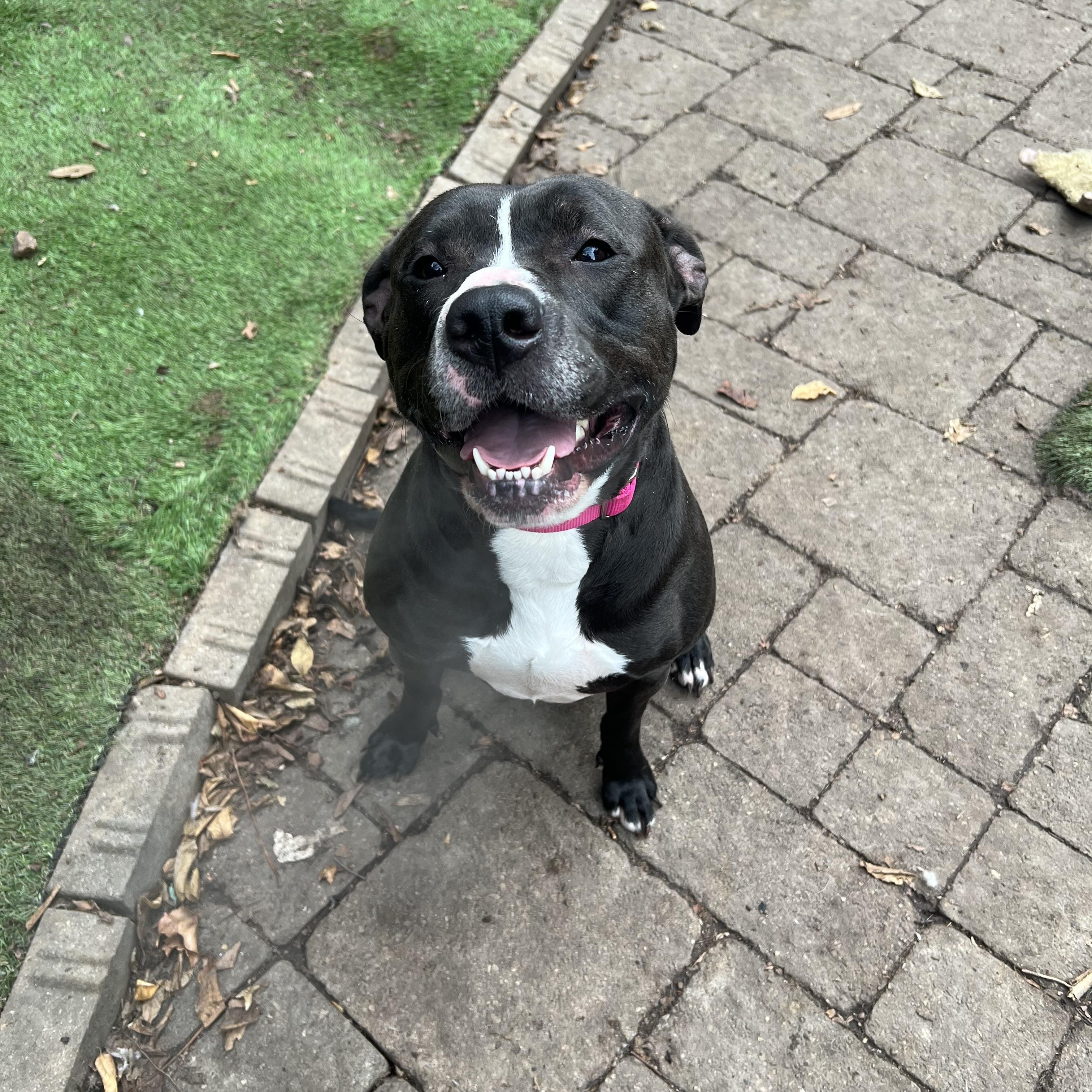 Winnie, a ADOPTABLE mixed breed in Pittsburgh, PA image 2/4