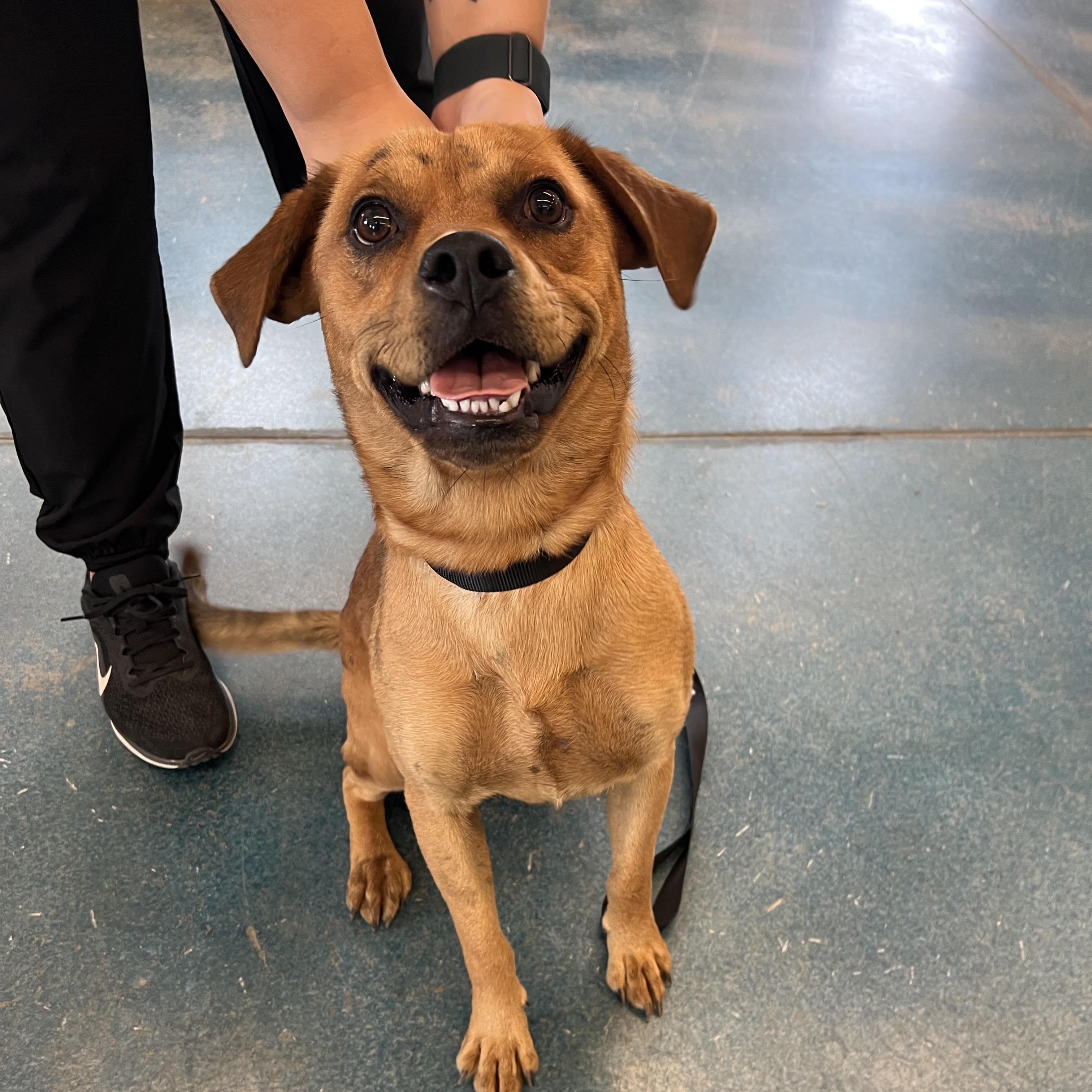 Scott, Adoptable, Young Male Beagle.