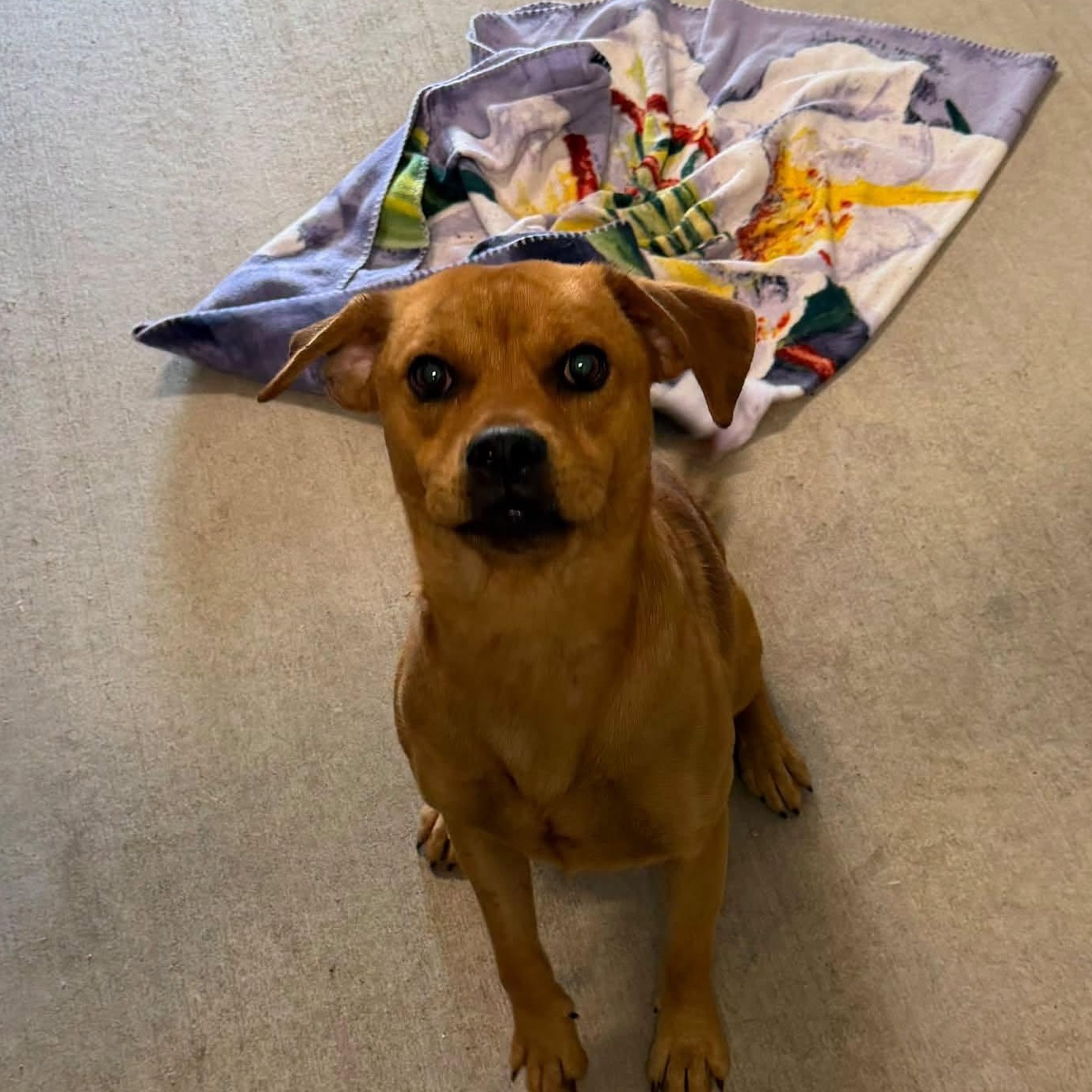 Enlarge Scott, a Adoptable mixed breed in Monon, IN image 2/2