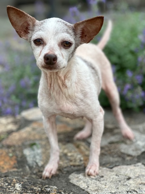 Adelaide, Adopted, Senior Female Chihuahua.