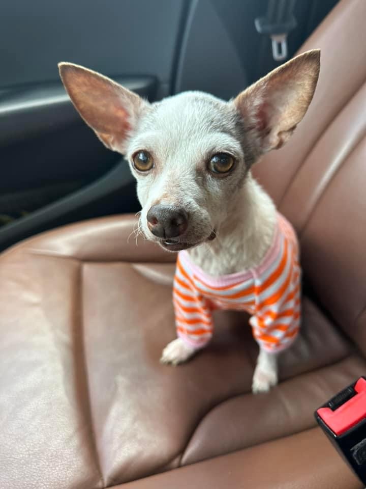 Enlarge Adelaide, a Adopted Chihuahua in Stamford, CT image 2/10