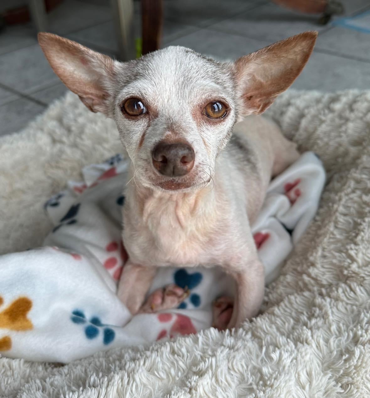 Enlarge Adelaide, a Adopted Chihuahua in Stamford, CT image 3/10
