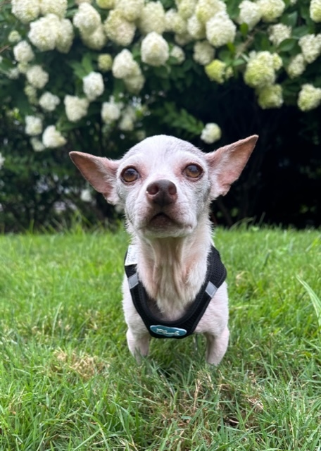 Enlarge Adelaide, a Adopted Chihuahua in Stamford, CT image 5/10