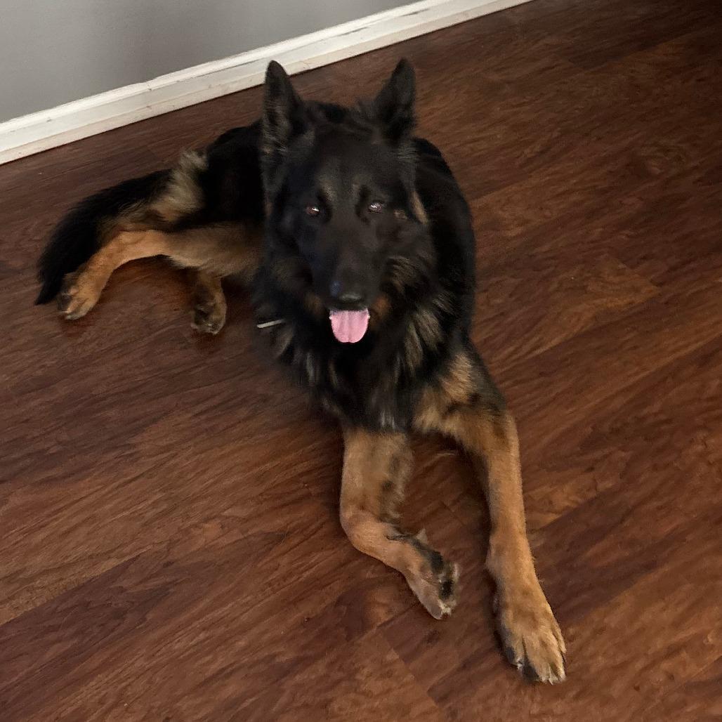 Hans, Adoptable, Adult Male German Shepherd Dog.