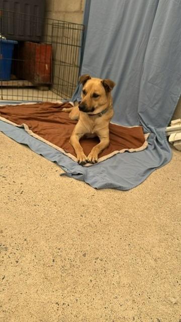 Winston (Courtesy Post) - Adopt Me!, Adoptable, Adult Male Shepherd & Labrador Retriever.