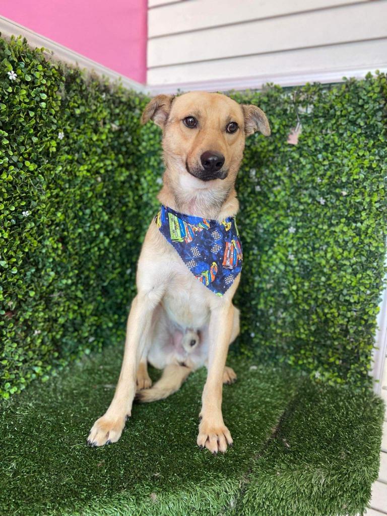 Winston (Courtesy Post) - Adopt Me!, a Adoptable mixed breed in Lake Forest, CA image 2/6