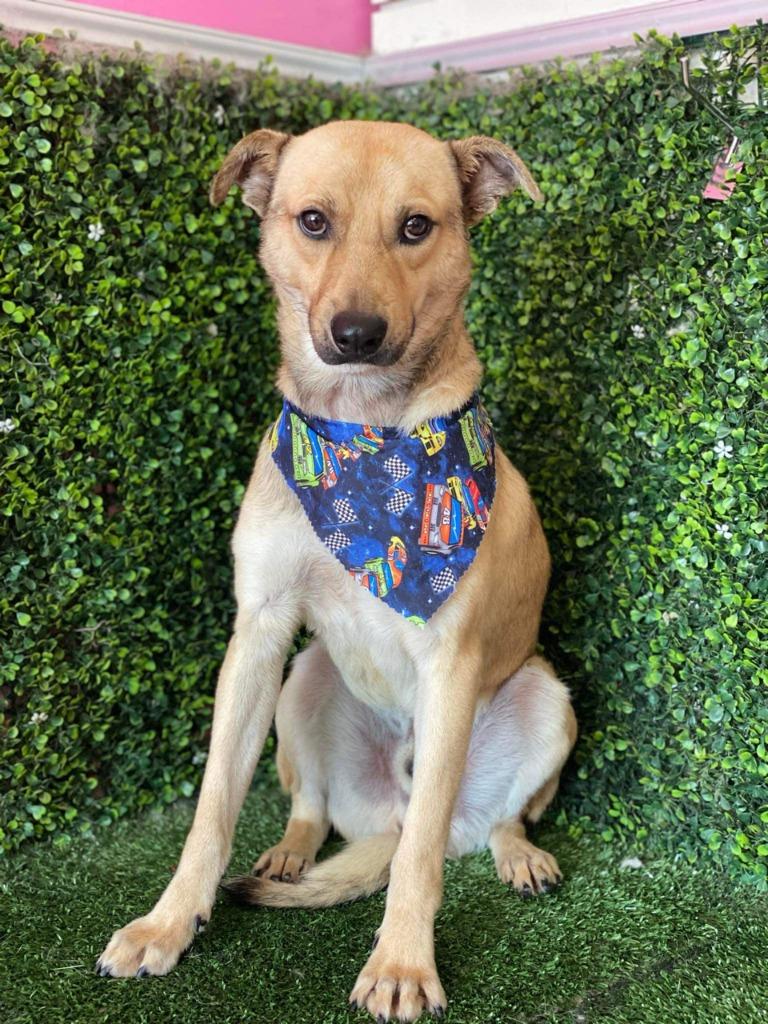 Winston (Courtesy Post) - Adopt Me!, a Adoptable mixed breed in Lake Forest, CA image 3/6