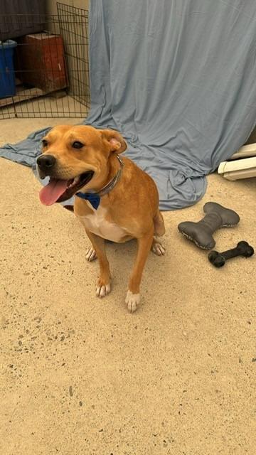 Winston (Courtesy Post) - Adopt Me!, a Adoptable mixed breed in Lake Forest, CA image 4/6