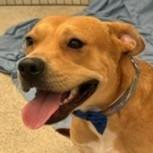 Winston (Courtesy Post) - Adopt Me!, a Adoptable mixed breed in Lake Forest, CA image 5/6