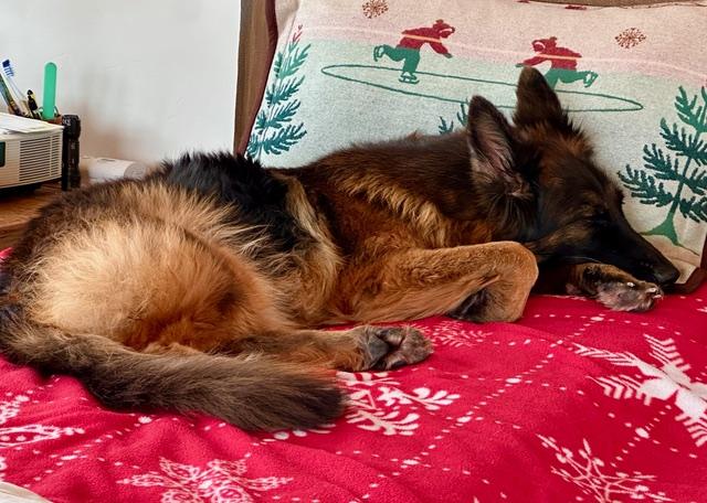 Enlarge **Courtesy Listing** Frida, a ADOPTABLE German Shepherd Dog in Jackson, WY image 3/4