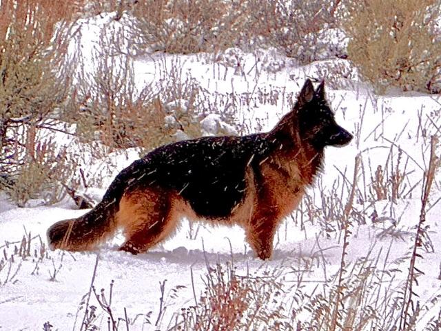 Enlarge **Courtesy Listing** Frida, a ADOPTABLE German Shepherd Dog in Jackson, WY image 1/4