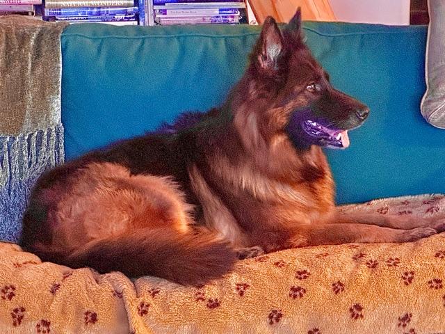Enlarge **Courtesy Listing** Frida, a ADOPTABLE German Shepherd Dog in Jackson, WY image 2/4