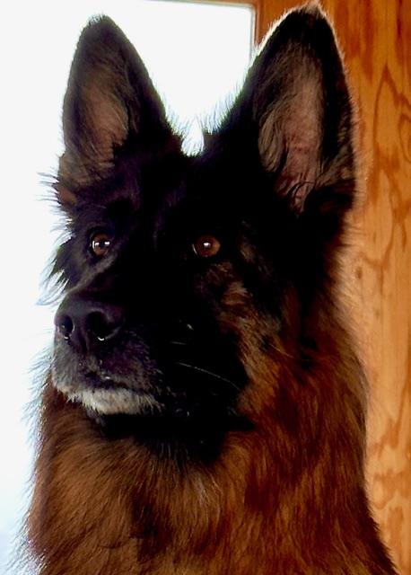Enlarge **Courtesy Listing** Frida, a ADOPTABLE German Shepherd Dog in Jackson, WY image 4/4