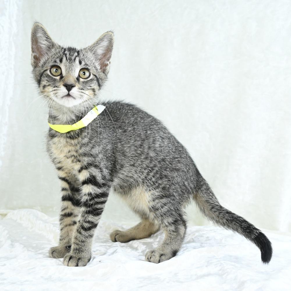 Keanu, a Adoptable Domestic Short Hair in Mobile, AL image 1/6