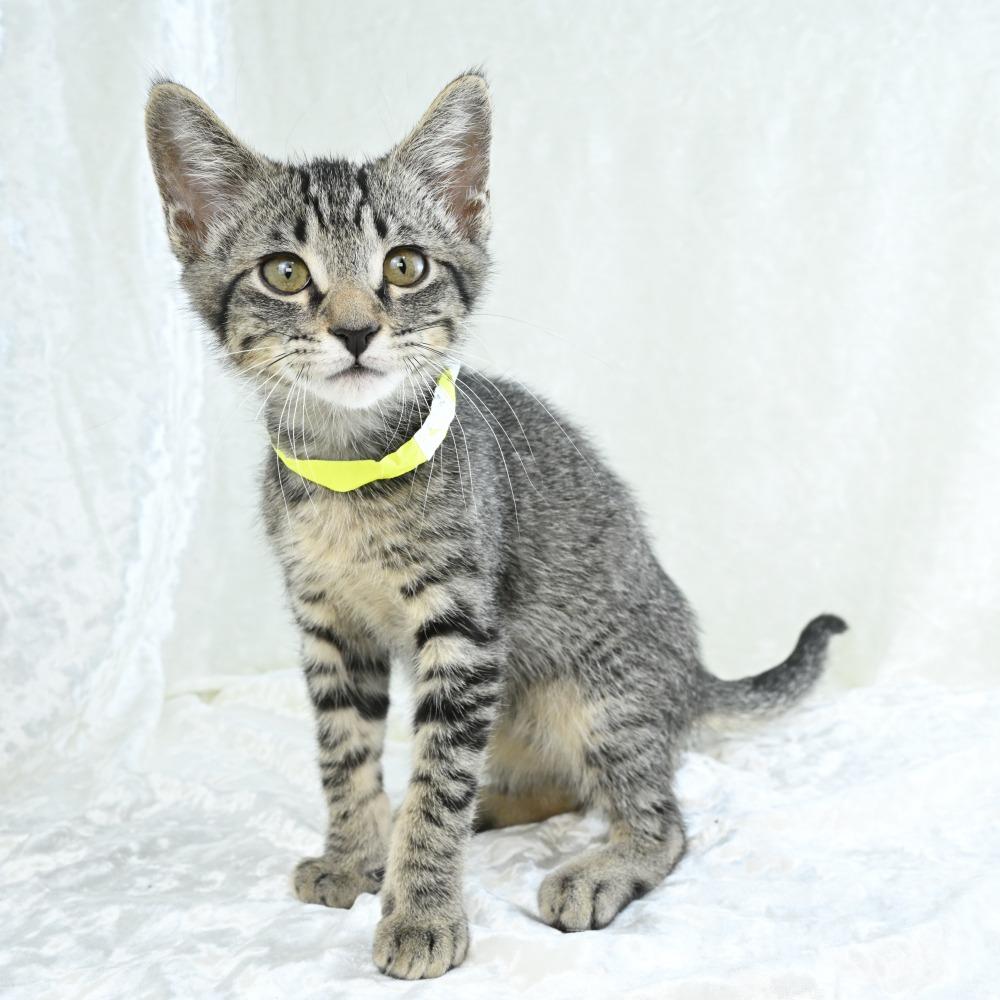 Keanu, a Adoptable Domestic Short Hair in Mobile, AL image 2/6
