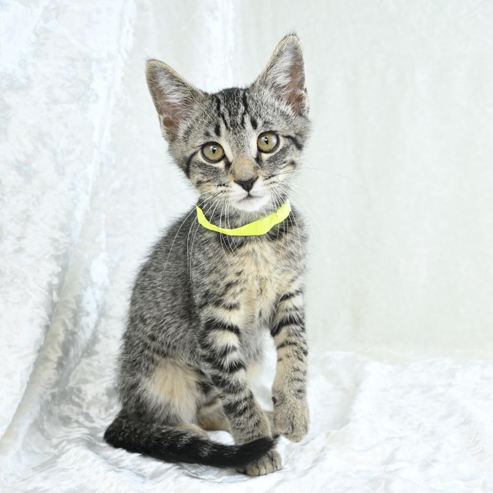 Keanu, a Adoptable Domestic Short Hair in Mobile, AL image 3/6