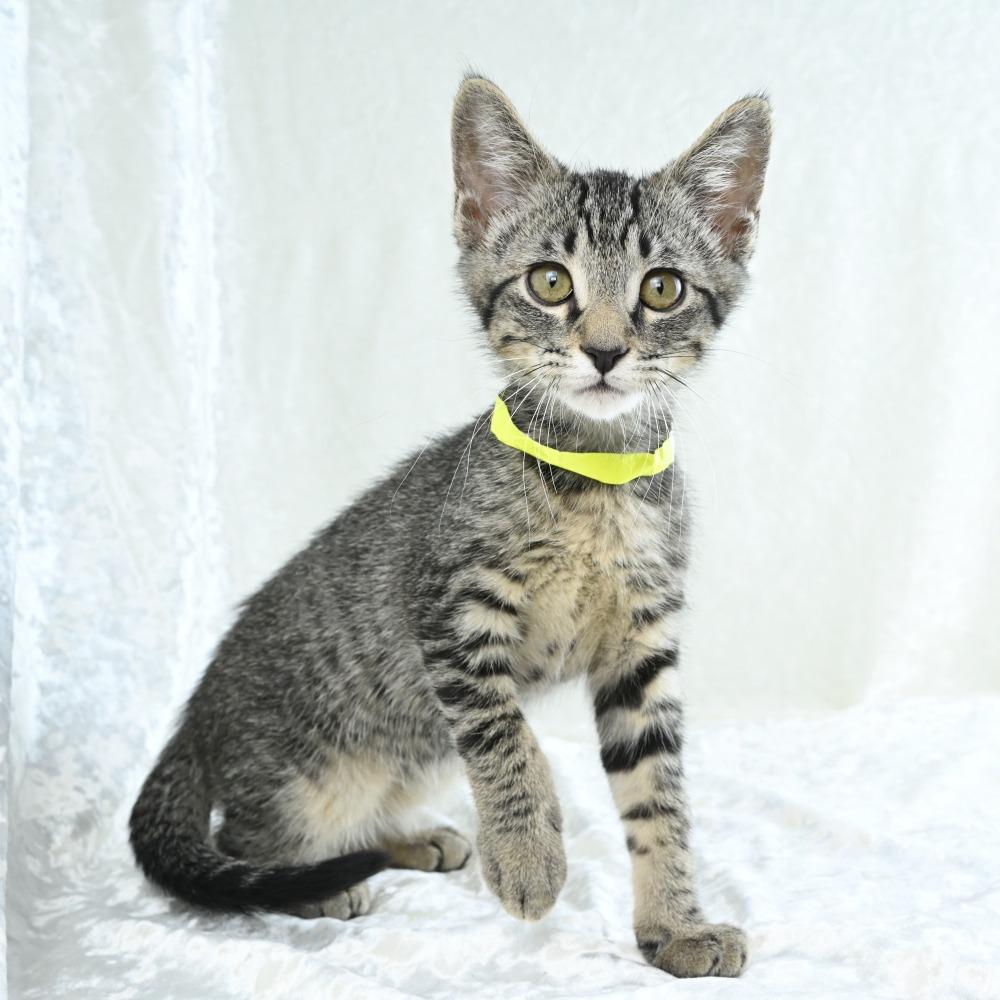 Keanu, a Adoptable Domestic Short Hair in Mobile, AL image 4/6