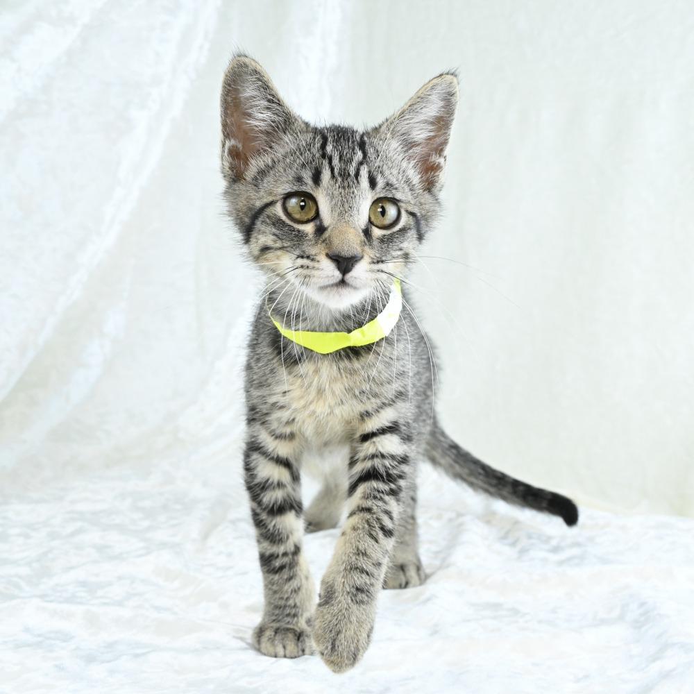 Keanu, a Adoptable Domestic Short Hair in Mobile, AL image 5/6