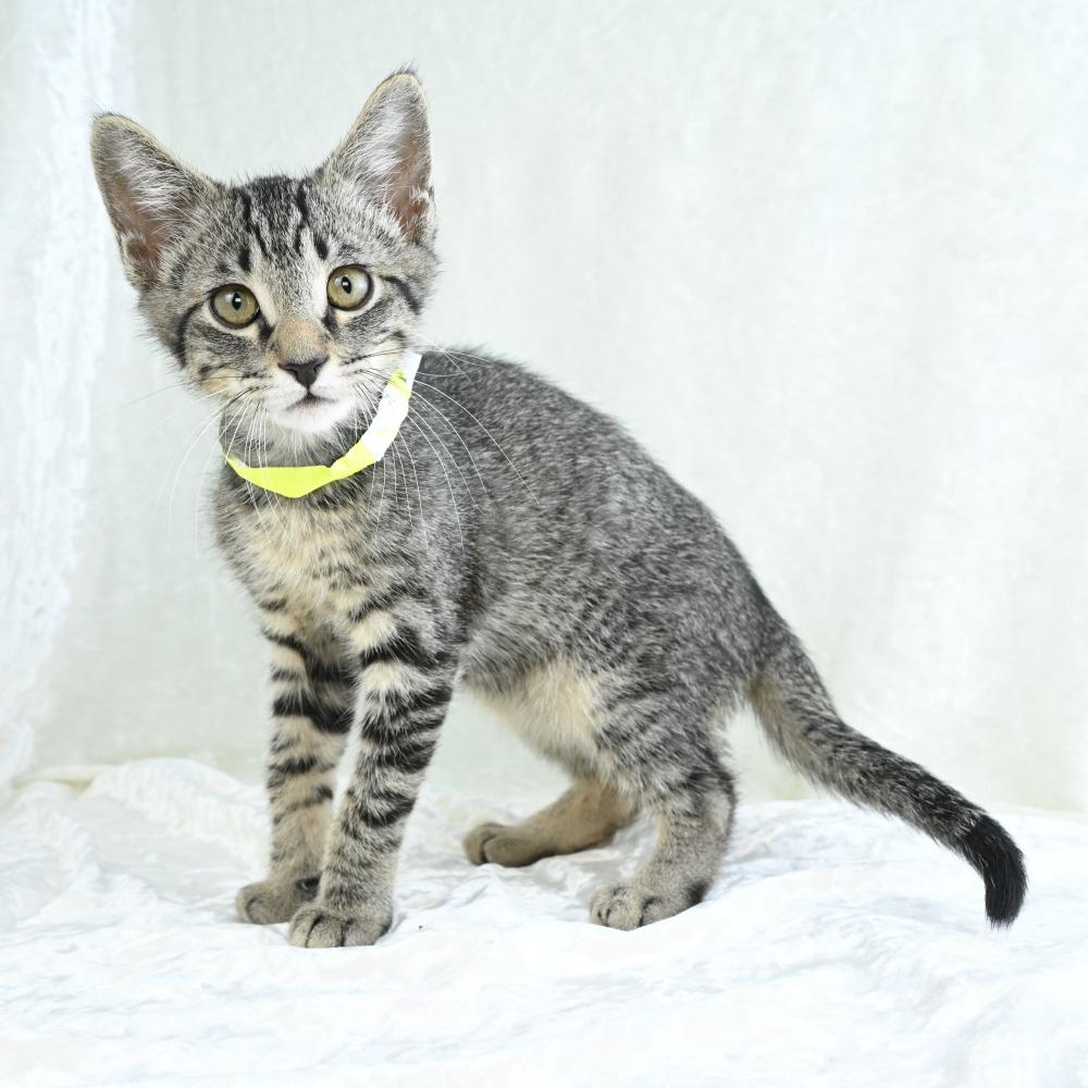 Keanu, a Adoptable Domestic Short Hair in Mobile, AL image 6/6