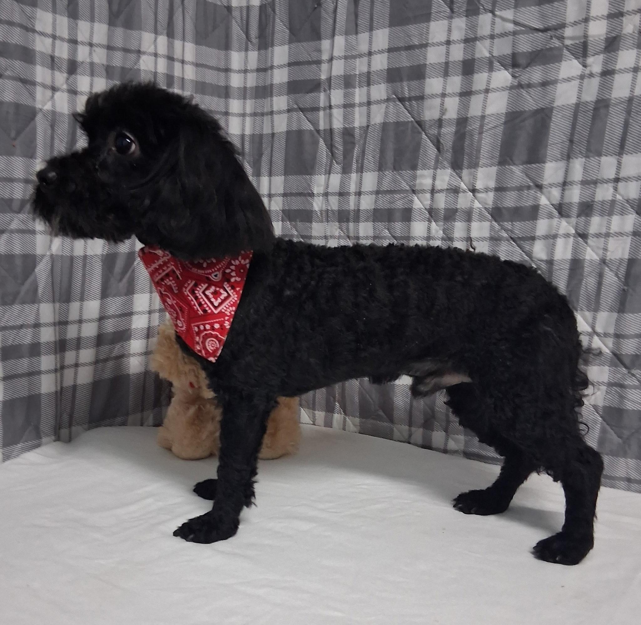 Enlarge Brody , an adopted mixed breed in Medfield, MA image 2/3