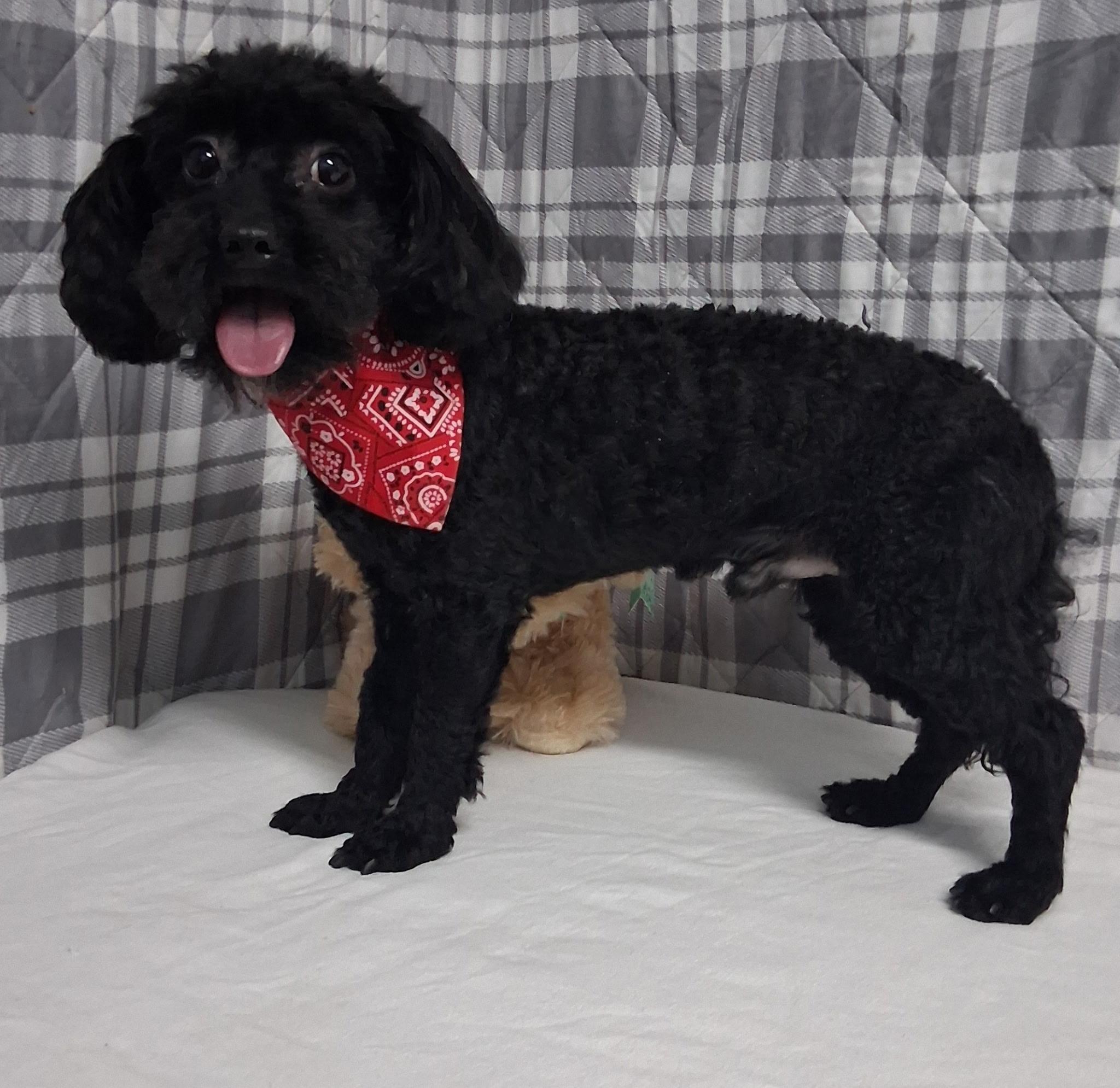 Enlarge Brody , an adopted mixed breed in Medfield, MA image 1/3