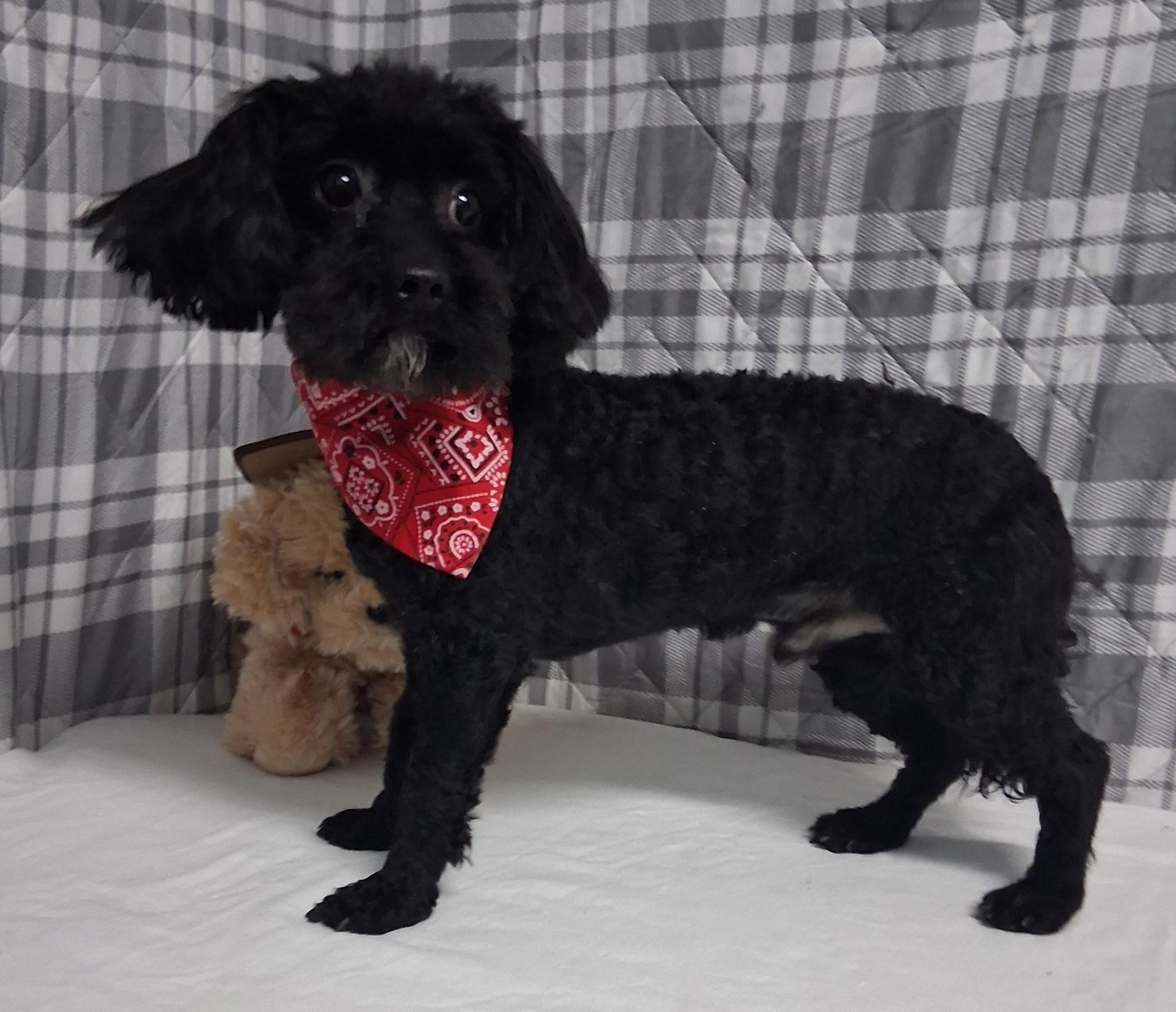 Enlarge Brody , an adopted mixed breed in Medfield, MA image 3/3