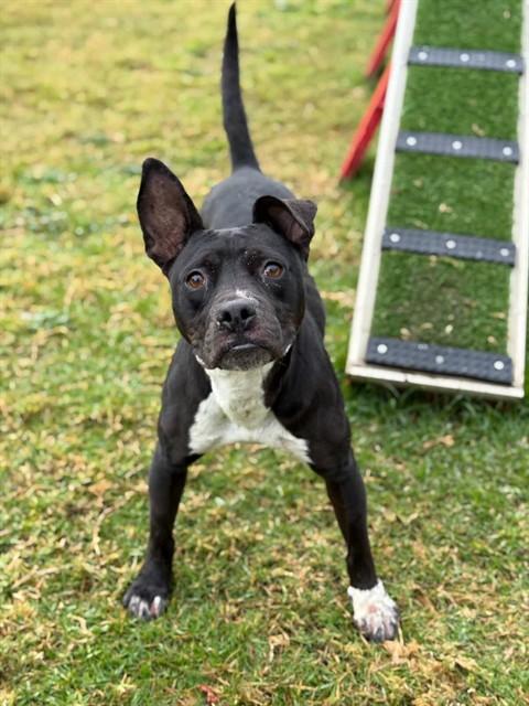 RITA, Adoptable, Adult Female Pit Bull Terrier.