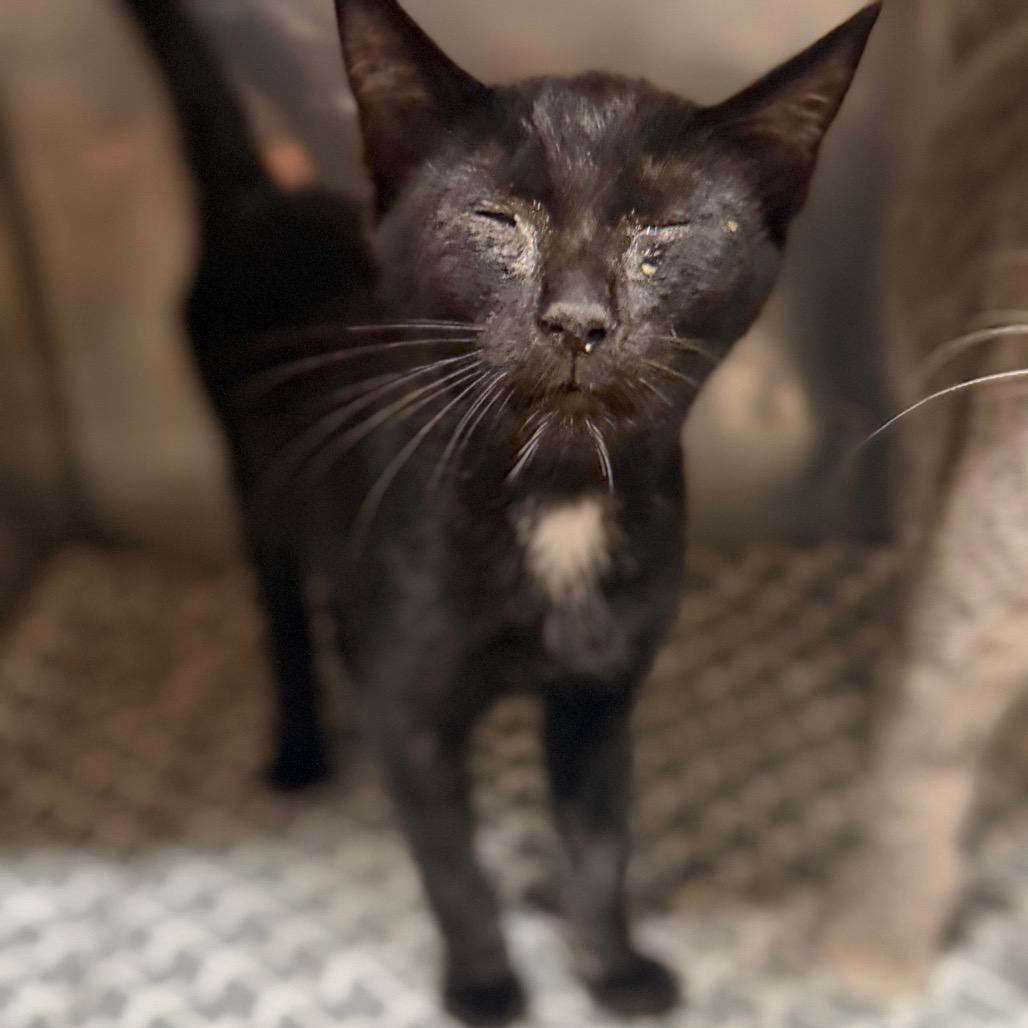 Enlarge Bumble, a Adoptable Domestic Short Hair in Starkville, MS image 1/2