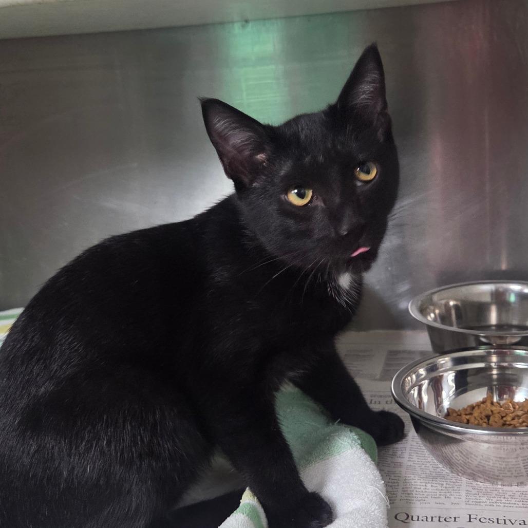 Enlarge Bumble, a Adoptable Domestic Short Hair in Starkville, MS image 2/2