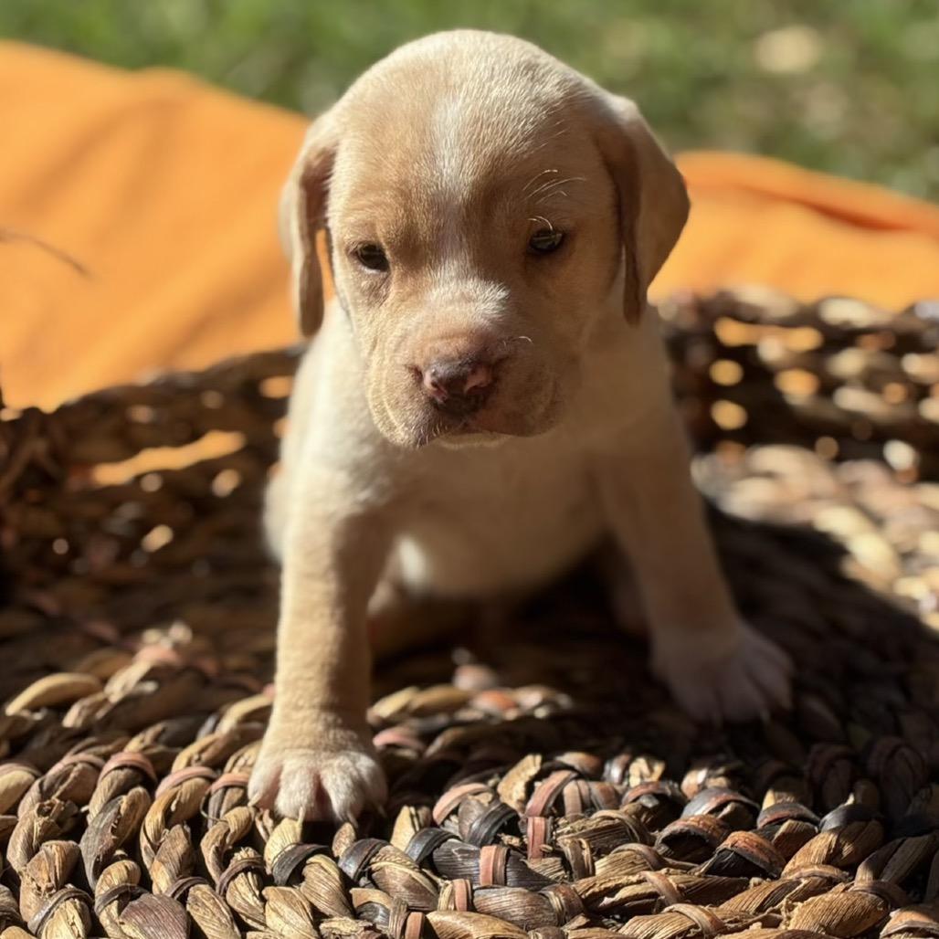 Pumpkin, Adoptable, Puppy Male Retriever.