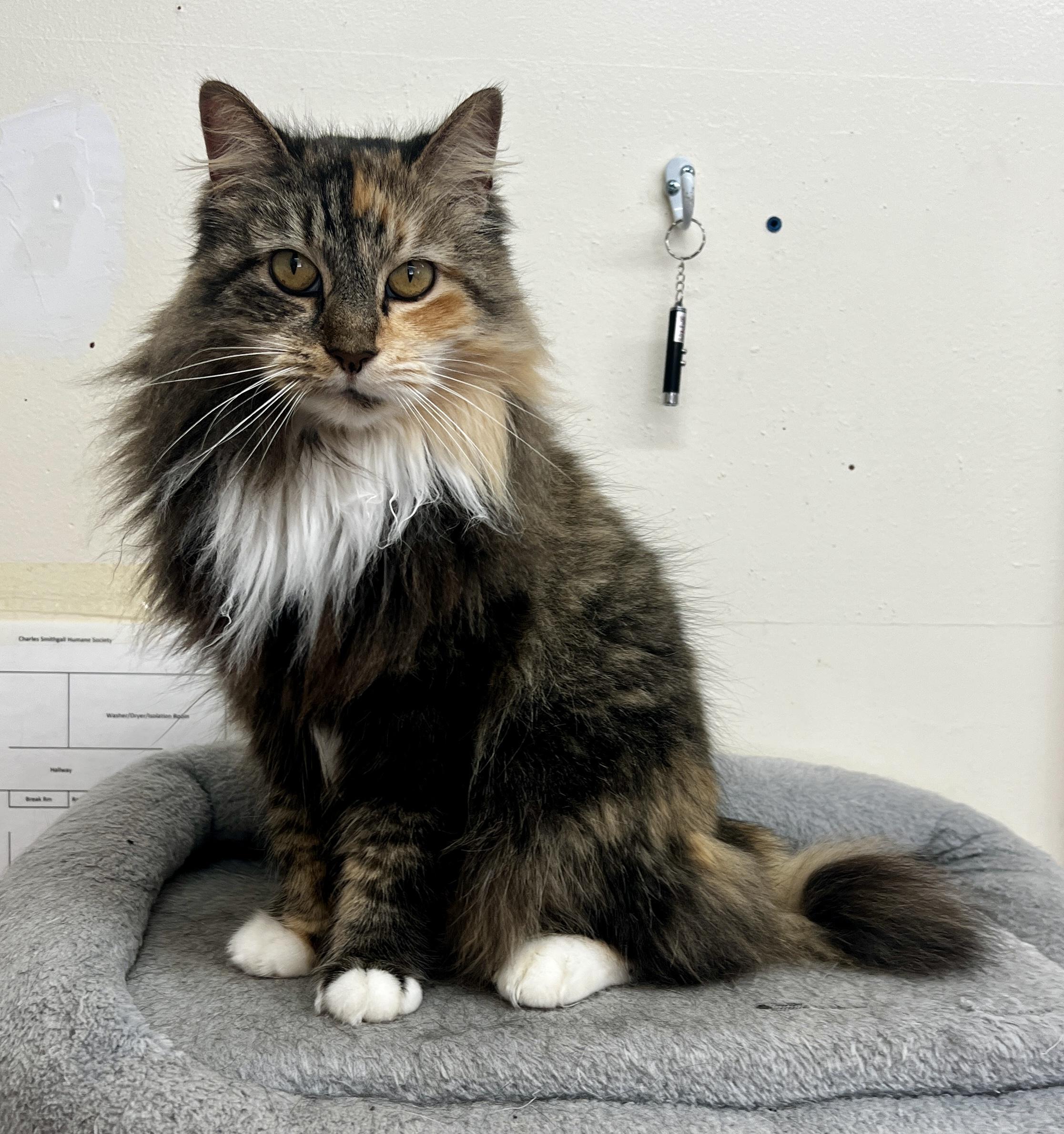 Sassy, adopted, Young Female Siberian & Norwegian Forest Cat.