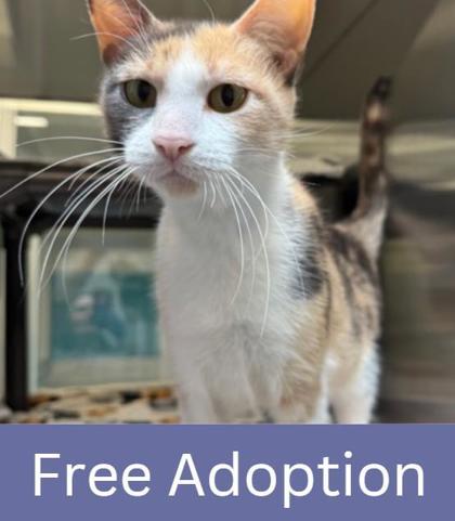 Fig, Adoptable, Adult Female Domestic Short Hair & Domestic Short Hair.