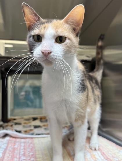 Enlarge Fig, a Adoptable mixed breed in Grapevine, TX image 2/3