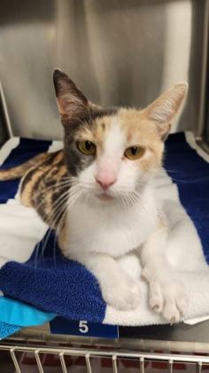 Enlarge Fig, a Adoptable mixed breed in Grapevine, TX image 3/3