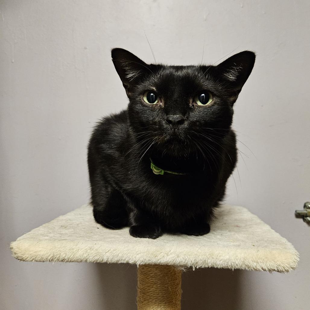 Crawfish, a Adoptable Domestic Short Hair in Las Vegas, NV image 1/6