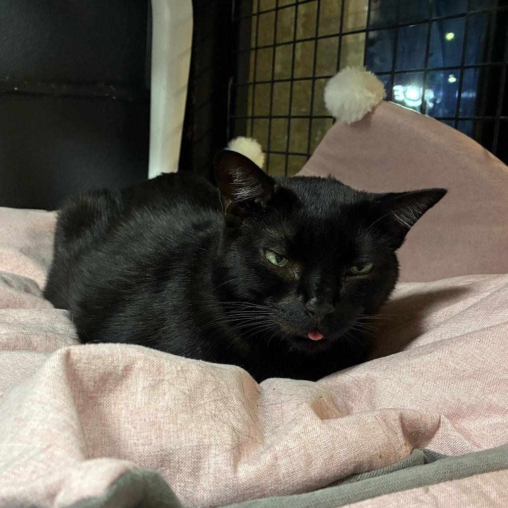 Crawfish, a Adoptable Domestic Short Hair in Las Vegas, NV image 3/6