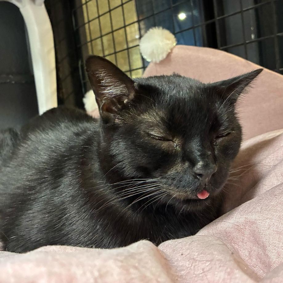 Crawfish, a Adoptable Domestic Short Hair in Las Vegas, NV image 4/6