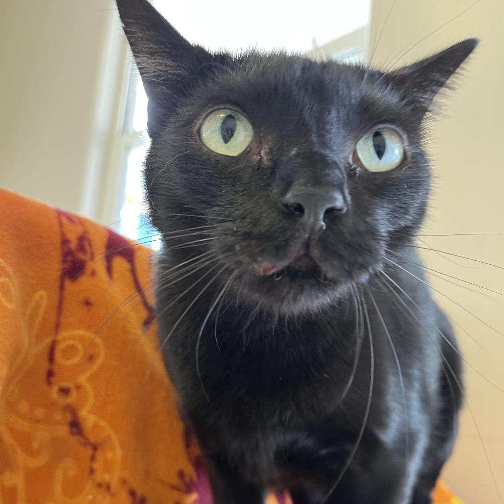 Crawfish, a Adoptable Domestic Short Hair in Las Vegas, NV image 5/6