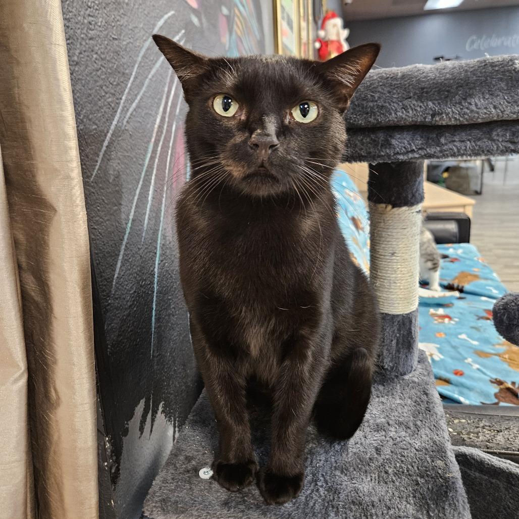 Crawfish, a Adoptable Domestic Short Hair in Las Vegas, NV image 6/6