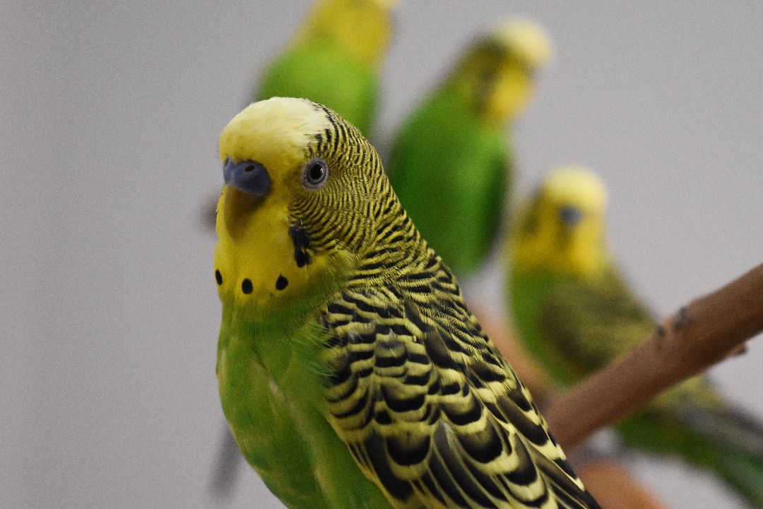 Budgies photo 2