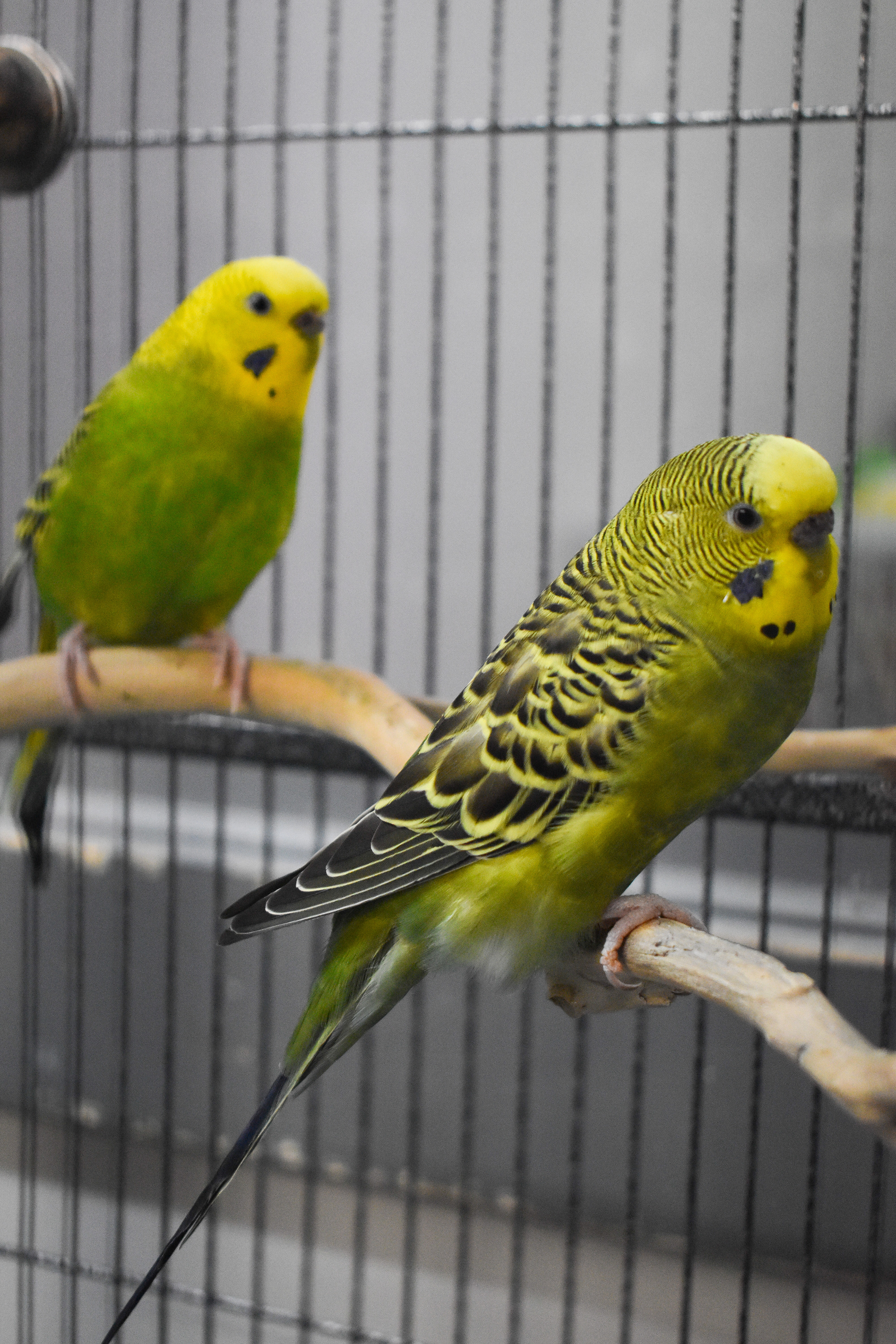 Budgies photo 5