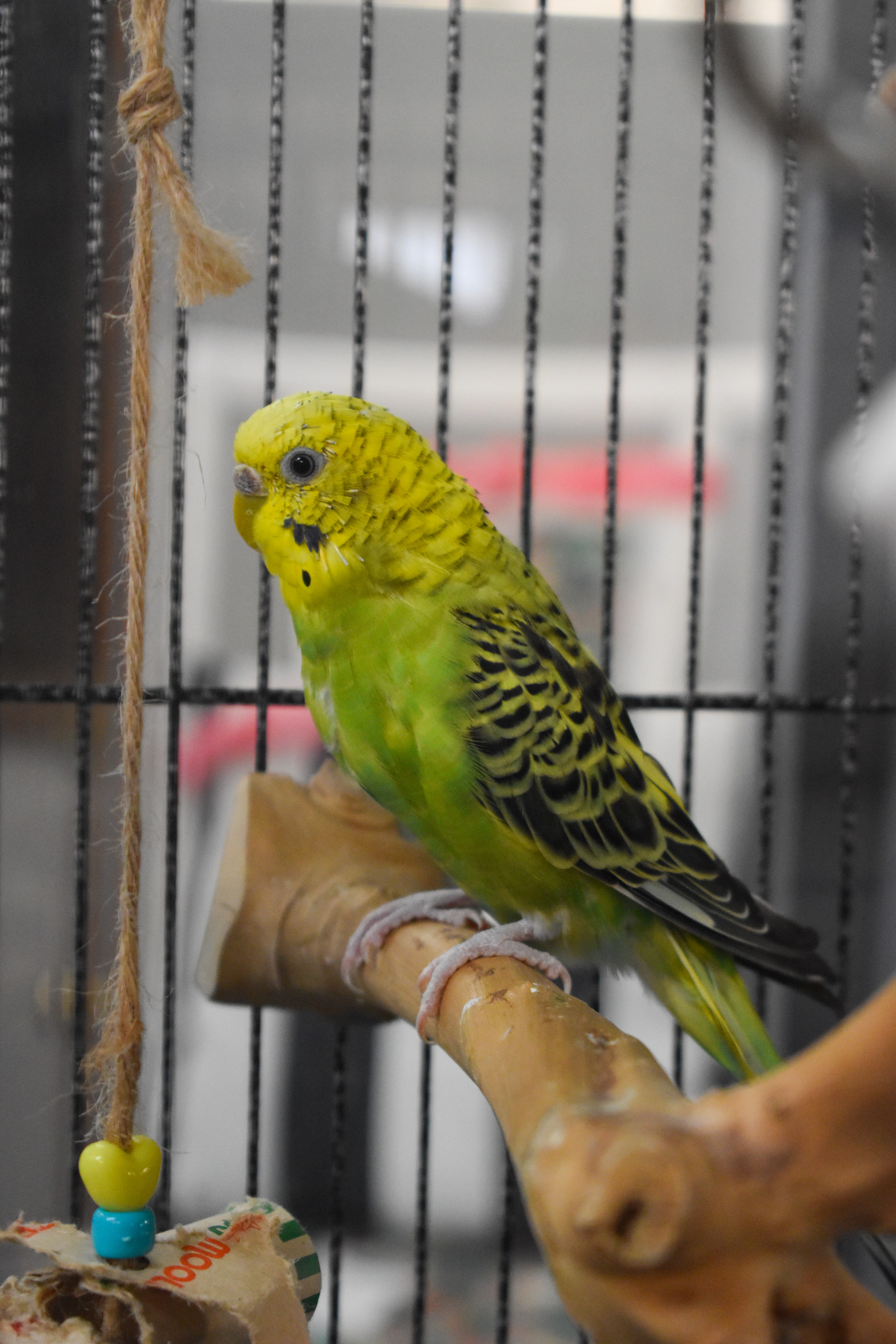 Budgies photo 3