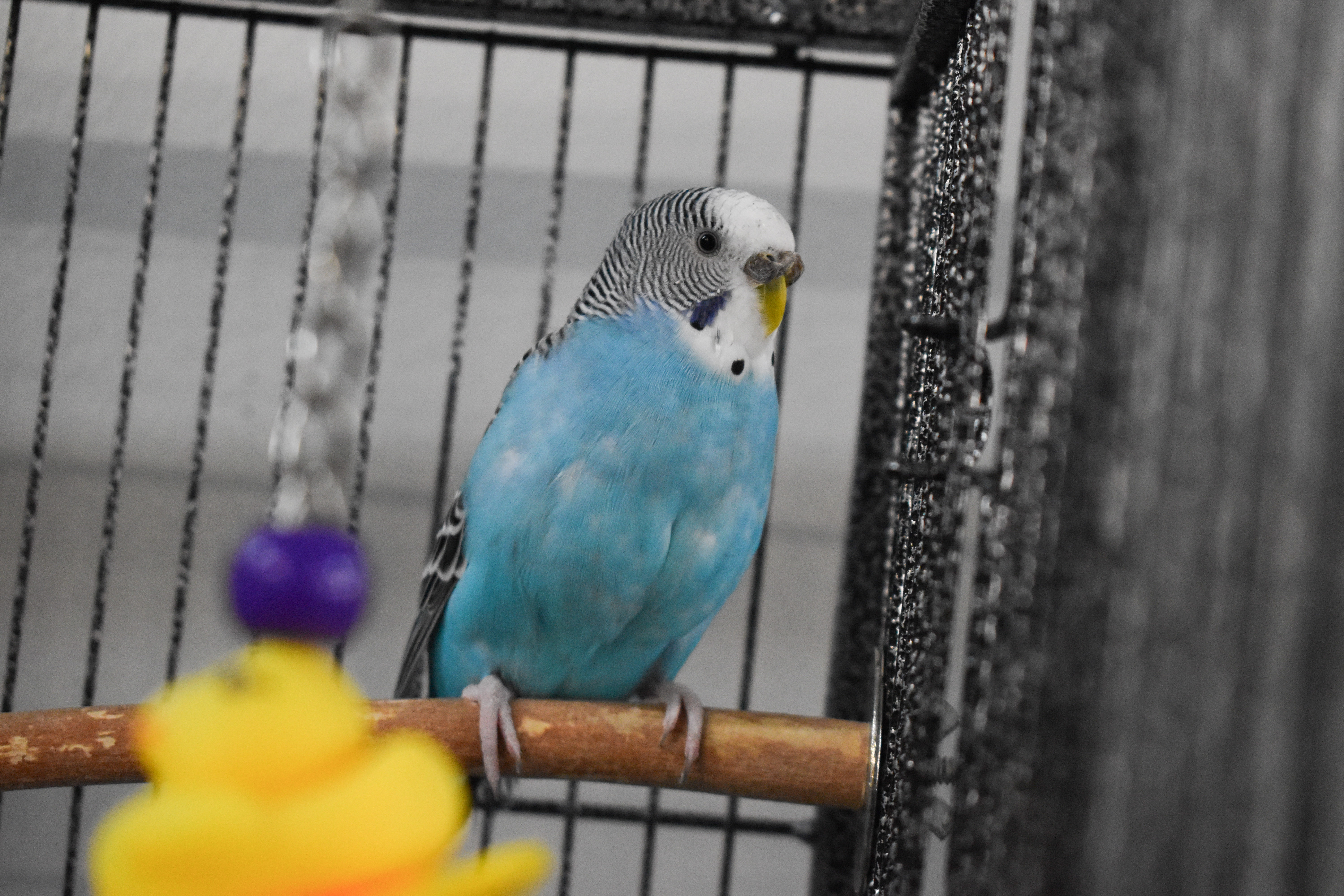 Budgies photo 4