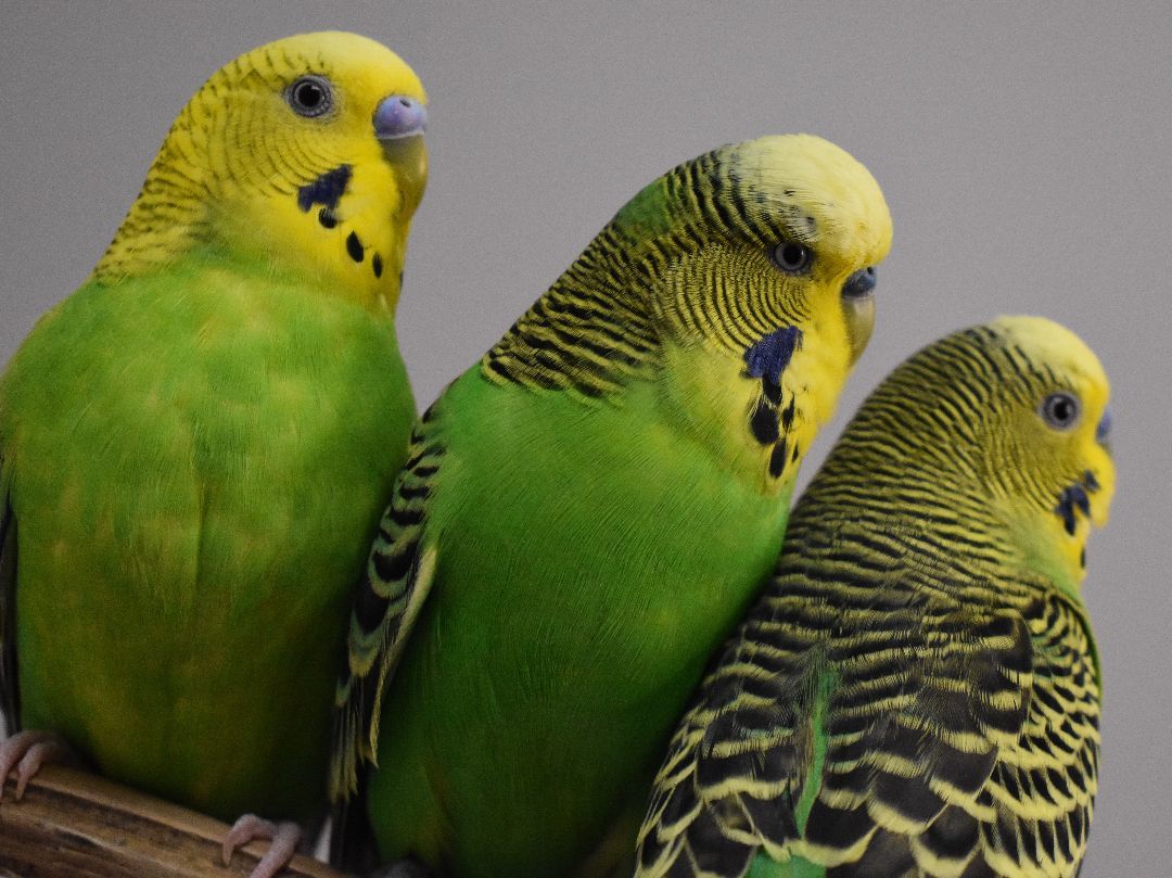 Budgies