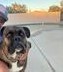 Rocky, Adopted, Adult Male Boxer.
