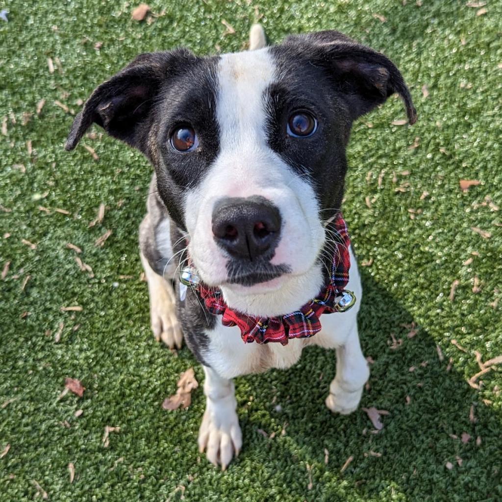 Enlarge Noella, a Adoptable Pit Bull Terrier in Greensboro, NC image 1/6