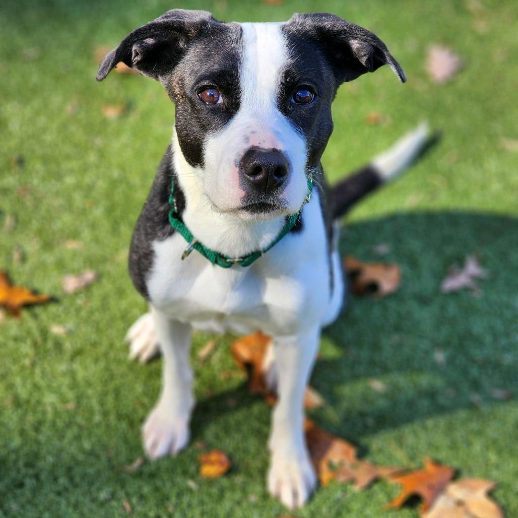 Enlarge Noella, a Adoptable Pit Bull Terrier in Greensboro, NC image 2/6
