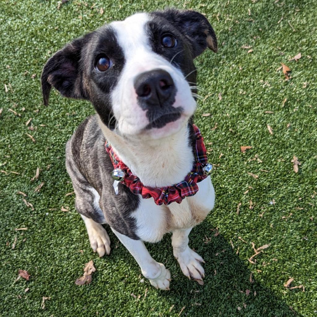 Enlarge Noella, a Adoptable Pit Bull Terrier in Greensboro, NC image 4/6