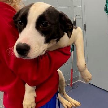 Enlarge Noella, a Adoptable Pit Bull Terrier in Greensboro, NC image 6/6