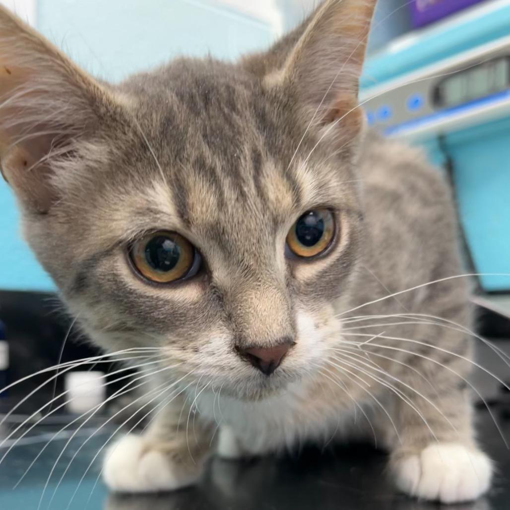 Bob, Adoptable, Kitten Male Domestic Short Hair.